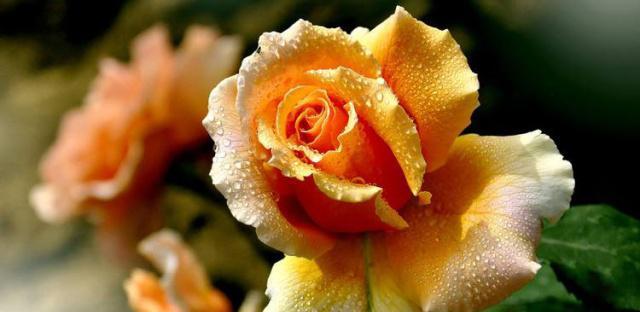 月季花语（以月季花语代表的意义及其深远影响）
