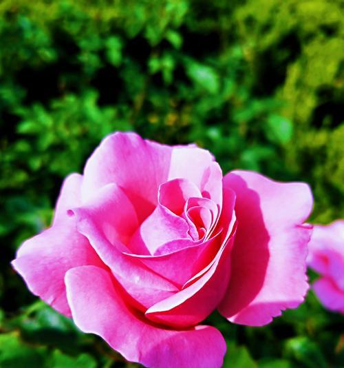 月季花语与代表意义（月季花语揭示的秘密与情感寓意）