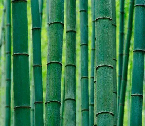 竹子的人生哲学（坚韧与谦逊的精神）