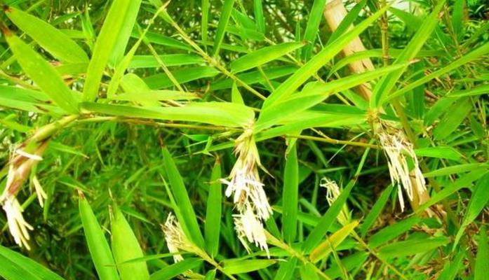 神奇的竹子——开花预示着什么意思（解读竹子开花现象及其象征意义）