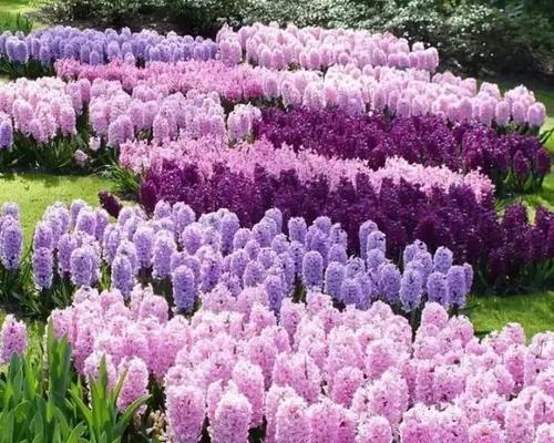 紫色风信子花语的深意（探究紫色风信子的五种花语）