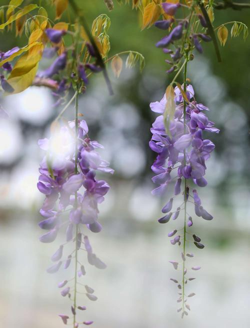 紫藤花语与传说故事（花开如梦飘香千年）
