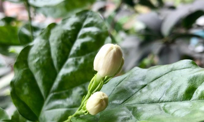茉莉花语与故事（花开芬芳、情意绵绵）