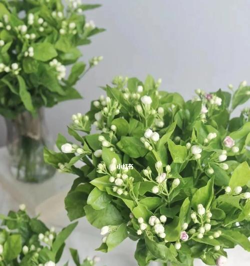 茉莉花（茉莉花的文化内涵与象征意义）