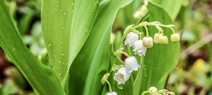 铃兰花期全面解析（探究铃兰花的生长习性）