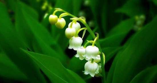 铃兰花开花季节与花期（春天盛放）
