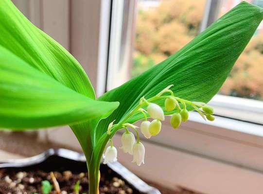 铃兰花——优美室内装饰植物（适合在室内养的铃兰花）