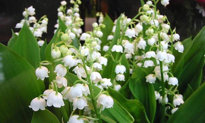 铃兰花（解密铃兰花的生长环境和喜好）
