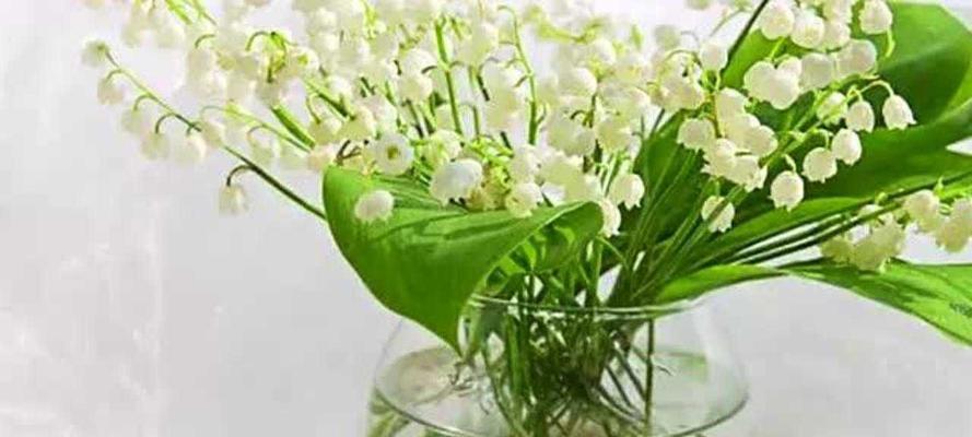 铃兰花的养护与繁殖指南（打造美丽的铃兰花园）