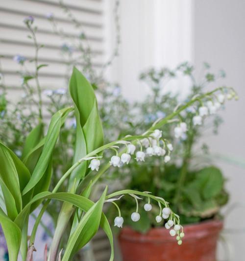 缤纷铃兰——铃兰花的多彩世界（探秘铃兰花园）