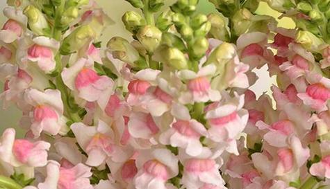 铃兰醒花方法全解析（怎样让铃兰花鲜切后依旧芬芳）