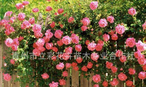 探秘铃之妖精月季的栽培、特点和用途（探秘铃之妖精月季的栽培）