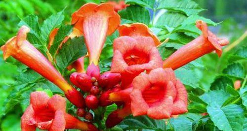 探秘凌霄花的神奇功效——凌霄花的药用价值（从抗菌到抗肿瘤）