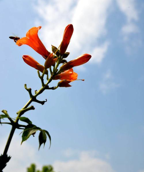 浪漫之花——凌霄花的花语（解析凌霄花花语的含义）