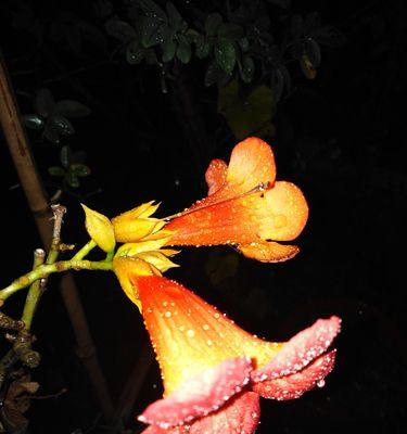 冬季开花的神奇植物——凌霄花（观察凌霄花冬季开花的奥秘）