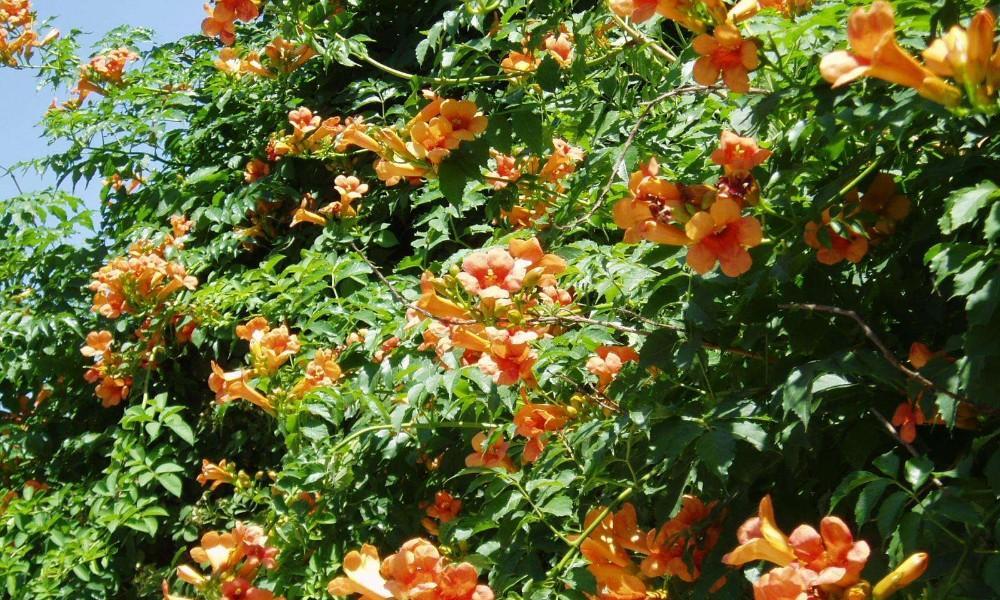 探寻令人陶醉的凌霄花盛开时节（五月花海）