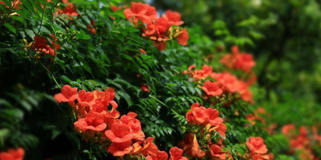凌霄花开花时间及花期（探寻凌霄花开花规律）