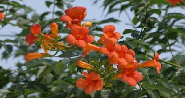 什么季节最适合移栽凌霄花（凌霄花移栽注意事项）