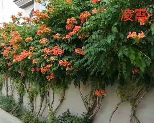 如何选择最佳的移栽时间——让你的凌霄更健康（从季节、温度、光照等方面）
