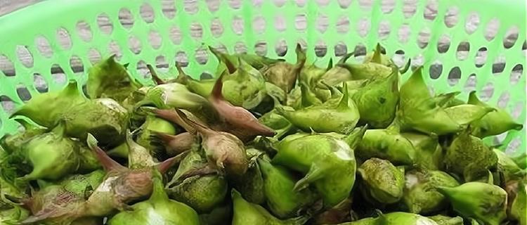 菱角在冬天需要注意的事项（冬季菱角种植保护小技巧）