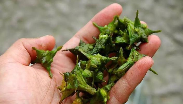 认识菱角，探秘它的神奇之处（了解菱角的植物学特征及营养价值）