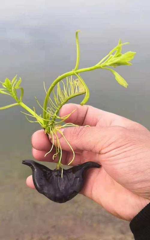 探秘菱角藤的健康之道（菱角藤的功效与作用及食用方法全解析）