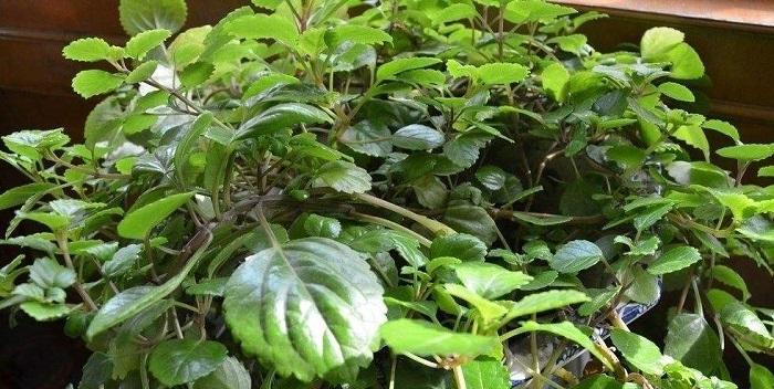 硫酸钙对植物的作用及应用（探究硫酸钙的营养价值）