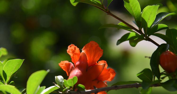 榴花开花时间详解（探秘榴花开放的奥秘）