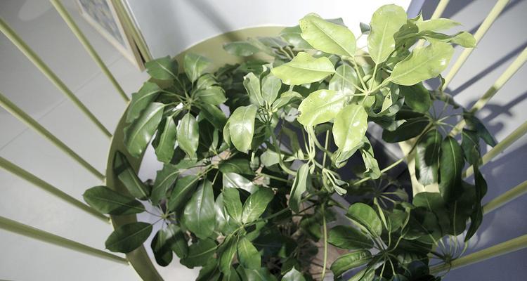 榴莲盆栽指南（如何在家中种植美味的榴莲）