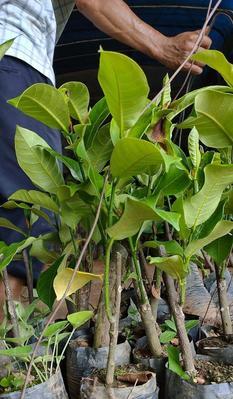 榴莲蜜的成熟期及品质评估（榴莲蜜的成熟特征和品质因素）