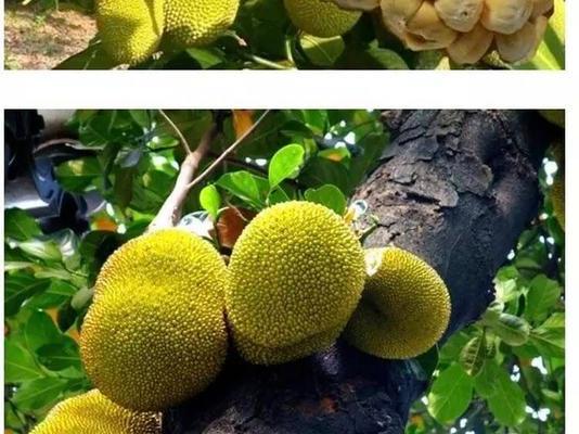 榴莲蜜如何快速方便地剥皮（教你一个简单又有效的方法）