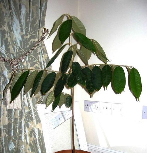 榴莲盆栽的结果性能（种植技巧）