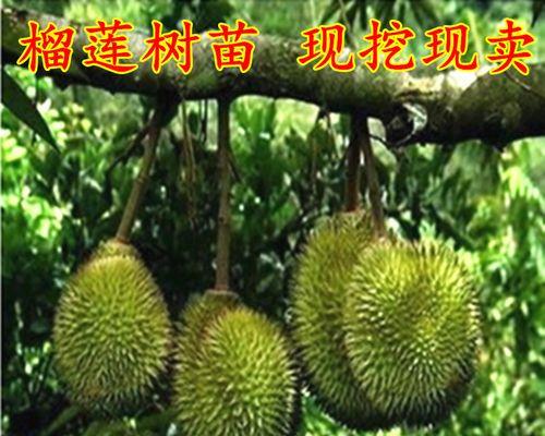 榴莲树苗北方种植的可行性研究（探索榴莲树苗在北方生长的关键因素）