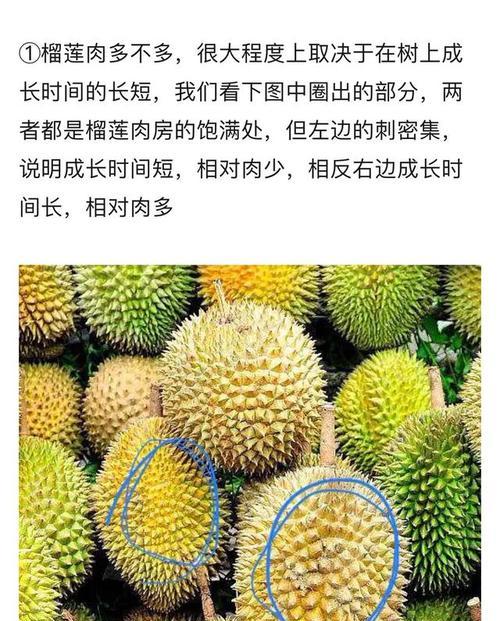 榴莲储存技巧大揭秘（如何让榴莲保持新鲜？榴莲储存方法、保存时间长的技巧）