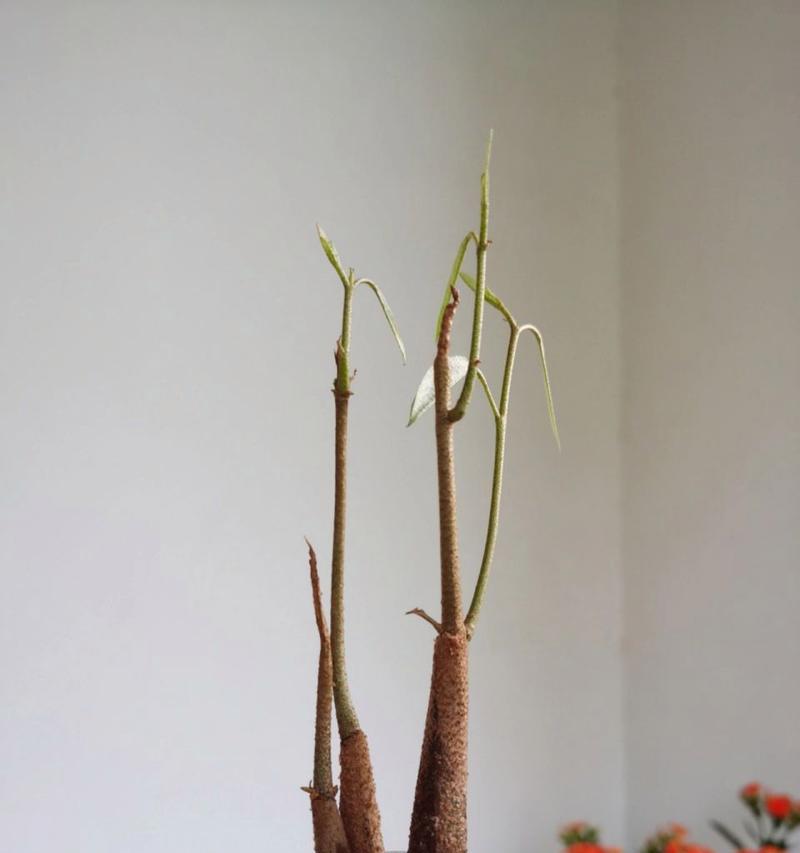 榴莲种子发芽时间解析（探讨榴莲种子发芽的影响因素和培育技巧）