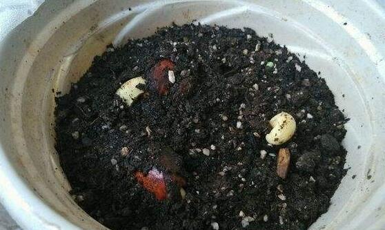 榴莲种子的食用价值（探究榴莲种子的味道）