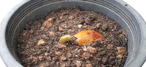 探究榴莲种子能否种植成功（从萌芽到结果）