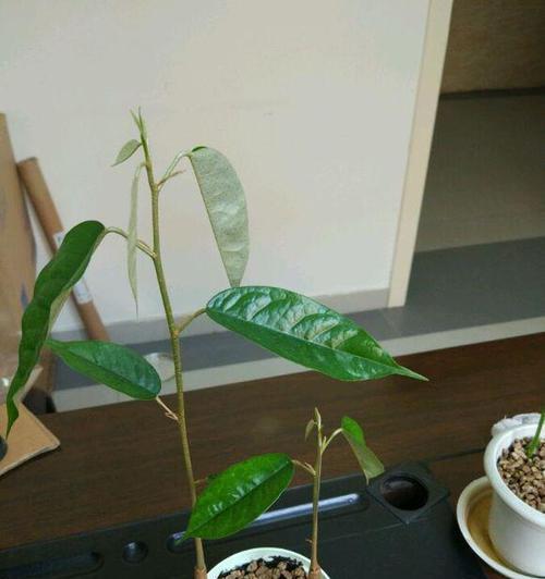揭秘榴莲种子真相（探究榴莲种子中的毒素成分和对人体健康的影响）