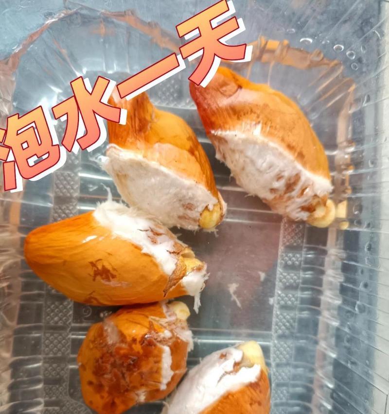 如何种植榴莲种子（从选种到成树）