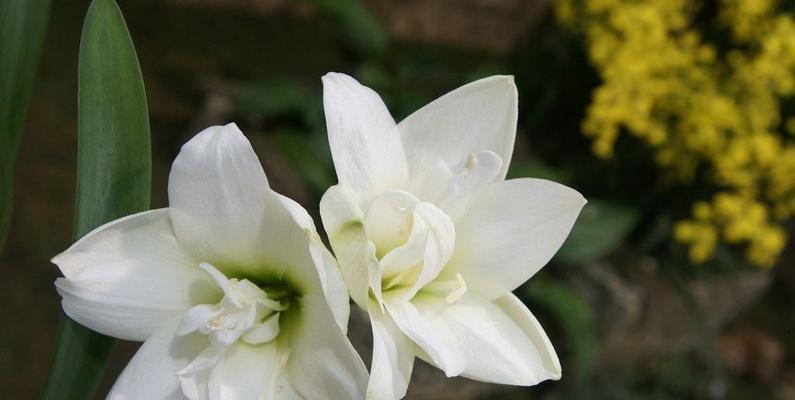 白百合花语（传递心灵的花朵）