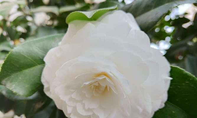 白茶花花语（借白茶花之语）