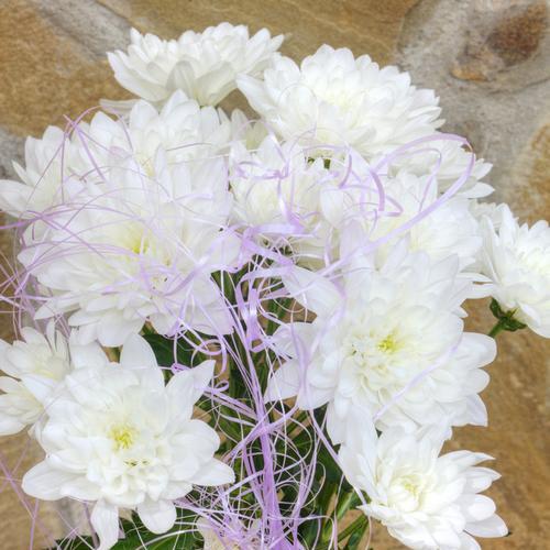 白菊花的寓意与象征——纯洁与坚强（白菊花的意义及美丽故事）