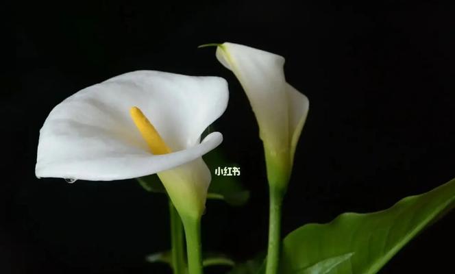 白色马蹄莲花（用花朵演绎坚韧与希望）