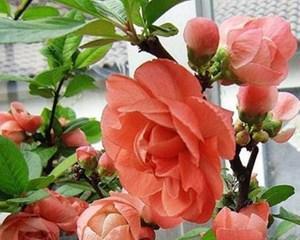 日本海棠——耐寒植物中的瑰宝（探秘日本海棠的优点与栽培技巧）