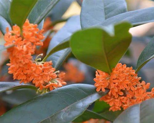 探秘日香桂花期和花色魅力（探秘日香桂花期和花色魅力）