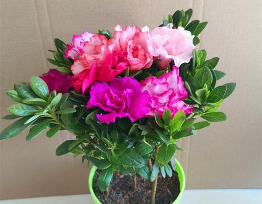 易养活的室内花卉推荐（15种容易照顾的室内花卉）