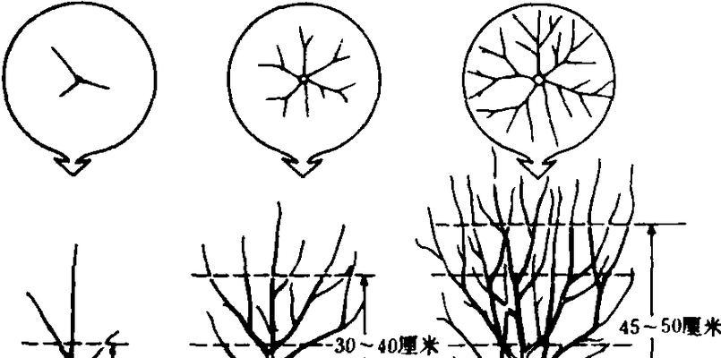如何修剪绒球门廊（细节决定成败）