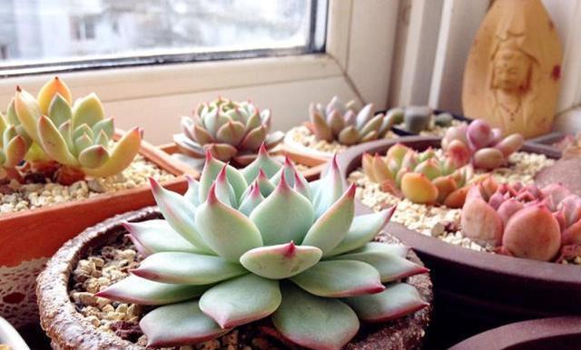 冬季肉肉植物养护（让你的肉肉植物健康度过寒冬）
