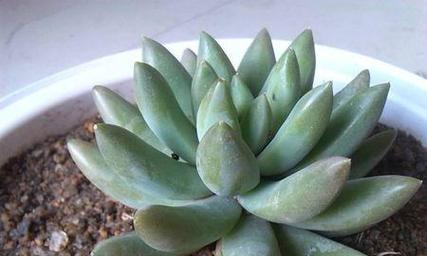 探秘肉质植物的神奇世界（揭开世界上最神奇植物的面纱）