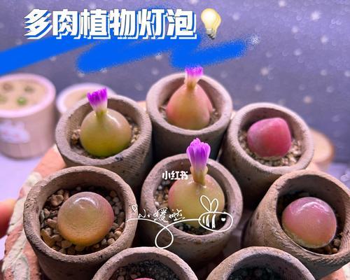 如何选择适合肉锥的土种植（了解肉锥的土壤喜好）